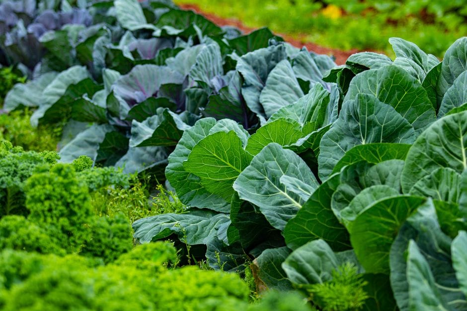 Berza y col rizada: las verduras de hoja que aguantan el frío