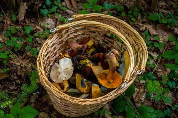 Setas de otoño: las variedades que empiezan a salir en septiembre y cómo cocinarlas con seguridad