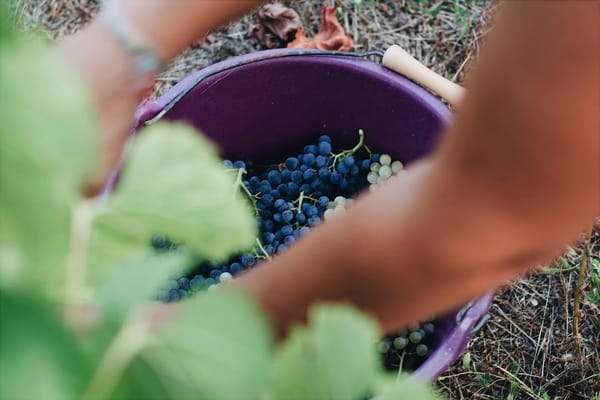 Arrope de uva casero: el mosto de la vendimia cocido a fuego lento